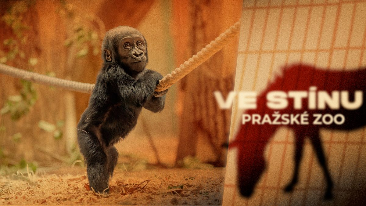 Ponižování, řev, urážky. Vedení pražské zoo nás šikanuje, tvrdí zaměstnanci